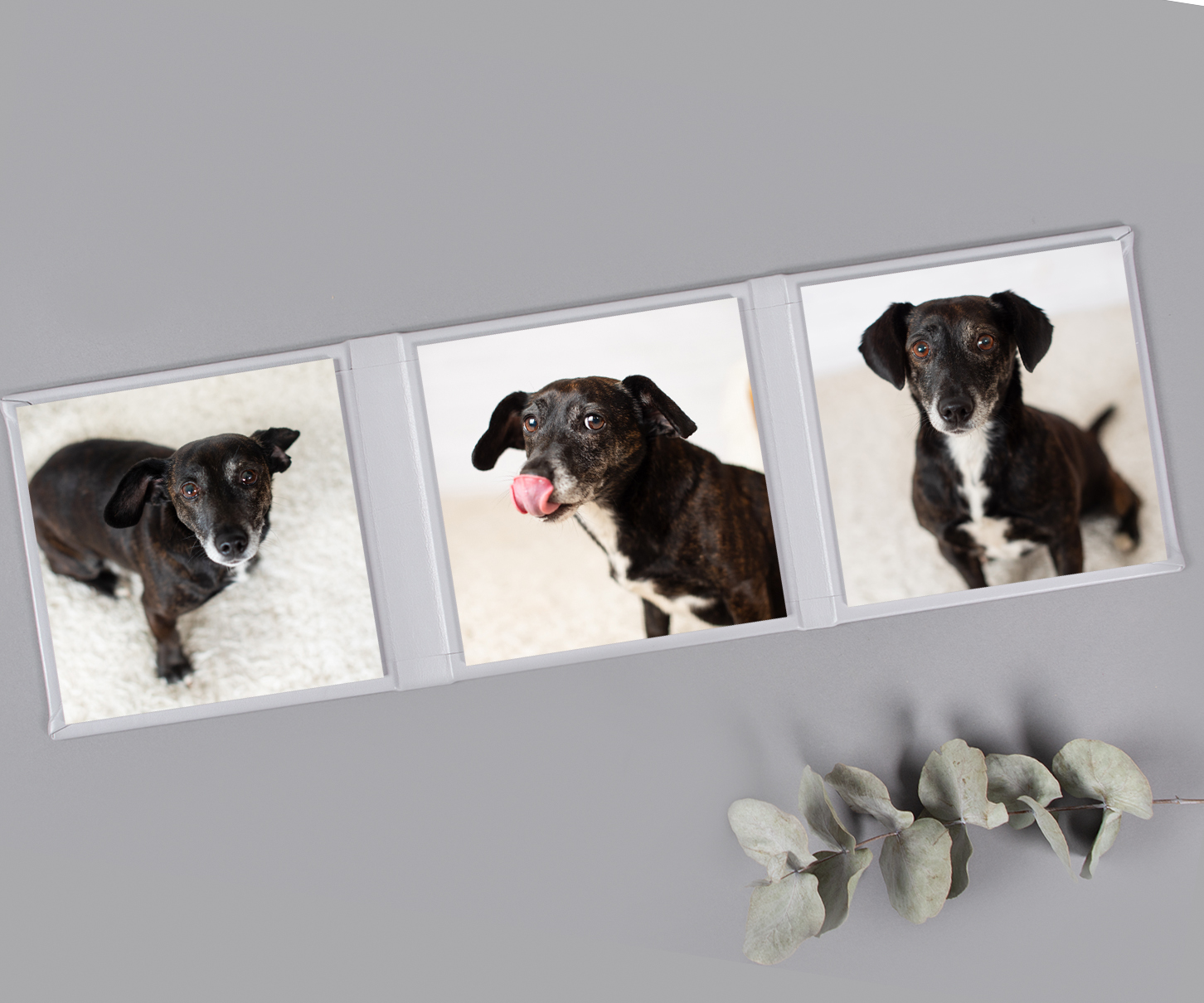 Triplex Tierheimfest Tuchi